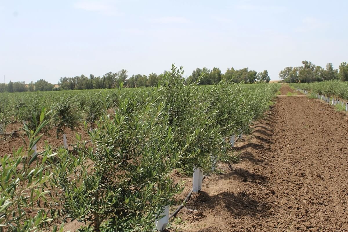 Gli oliveti necessitano un diverso apporto idrico anche in funzione dell'età dell'impianto